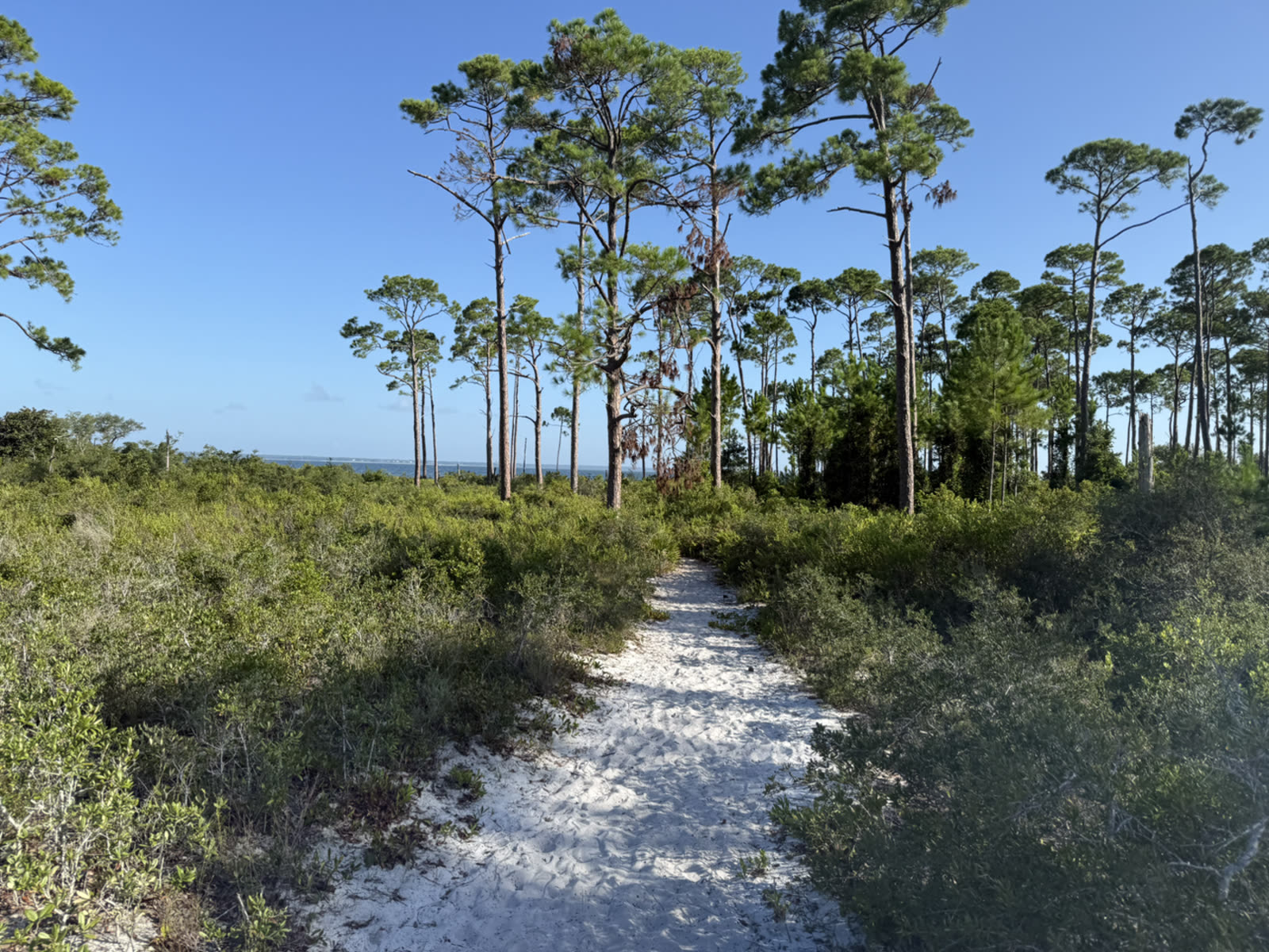 A sandy trail winding through coastal pines toward the water